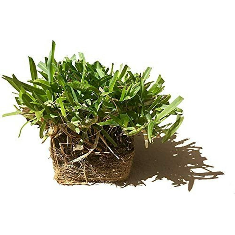 St. Augustine 'Seville' Sod - 72 Live Plugs - Drought, Salt