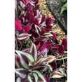 thumbnail image 5 of 4 Rare Wandering Jew Burgundy - Purple Plant Cuttings fast shipping, 5 of 12