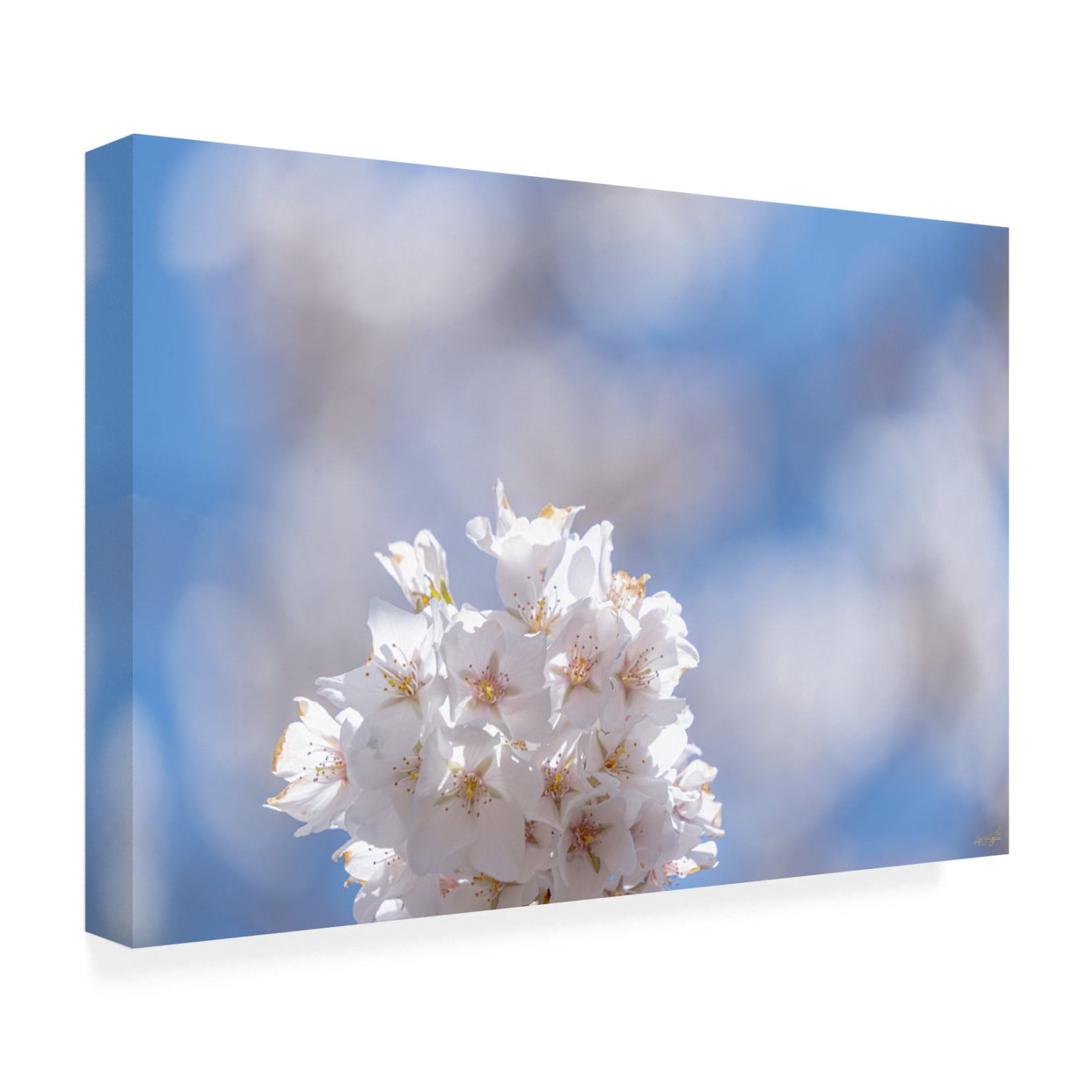 Canvas Wall Art - Life BeautifuLEE 'White Flowers Kissing Blue Sky 7' Wall Art for Living Room, Bedroom, or Office Décor by Trademark Fine Art - 32 x 22 Inches