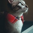 thumbnail image 4 of Collar para gato GOOHOCHY, lindo collar para gatitos con cascabel, collar a cuadros para gatos, ajustable., 4 of 8