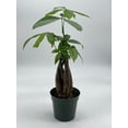 thumbnail image 2 of Money Tree, Pachira aquatica, water chestnut, very large bonsai plant, Perfect Houseplant, Guiana Malabar, in a 4 inch pot ready for 6 inch, 2 of 8