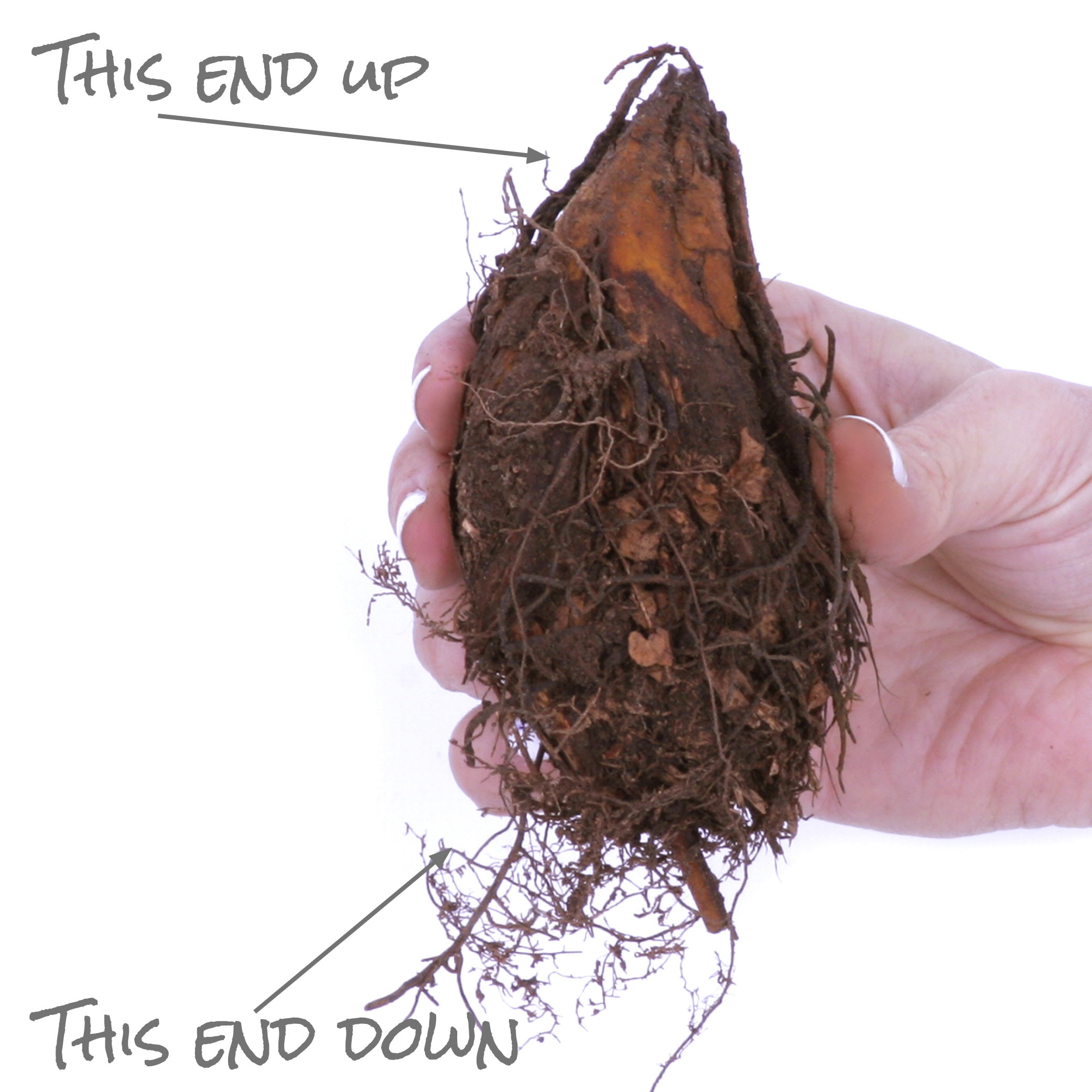 Van Zyverden Woodland Plant Cinnamon Fern 3 Plant Roots Multicolor Partial Shade Deer Resistant 1lb