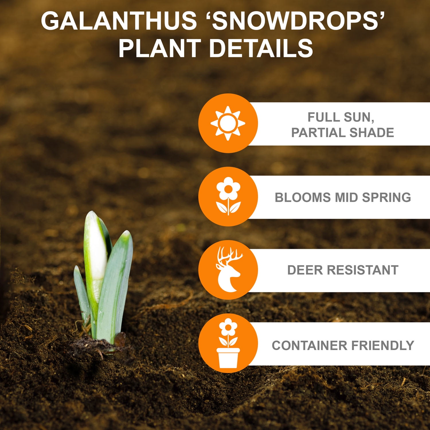 Garden State Bulb White Single Snowdrops Galanthus Flower Bulbs, 7/+cm (Bag of 50)