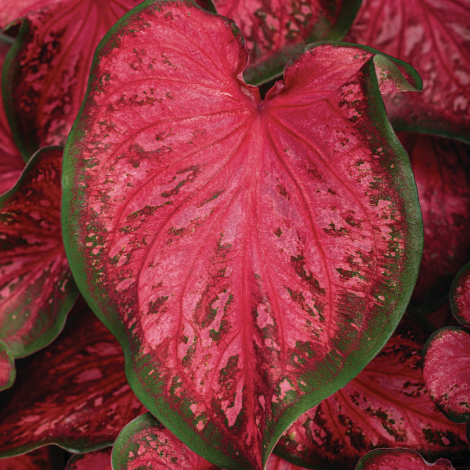 Proven Winners 5" Multicolor Heart to Heart 'Scarlet Flame' Sun or Shade Caladium Live Plant in 4.5" Pot