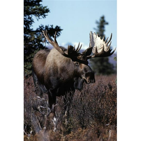 Posterazzi DPI1789639LARGE Bull Moose Poster Print by Natural Selection Bill Byrne, 24 x 36 - Large