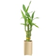 thumbnail image 3 of Arcadia Garden Products Live 5-Stem Lucky Bamboo in 2.5" Contour II, Tan, 3 of 5