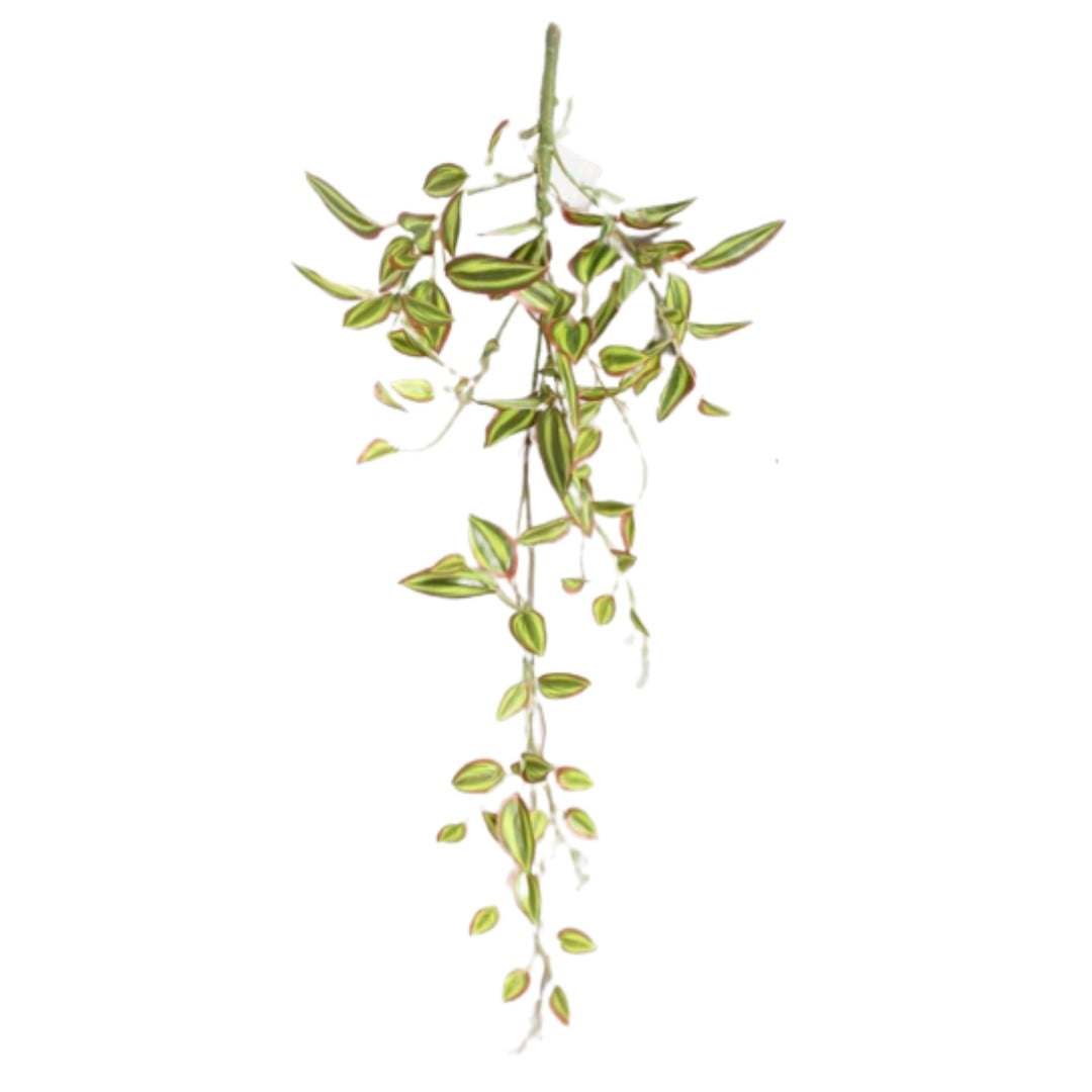 Hiedra Colgante Zebrina 70 Cm