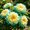 D, variant on Perennial Premium - Peony Bulbs/Roots - Low Maintenance - Ideal for Garden Borders, Plant Hangers