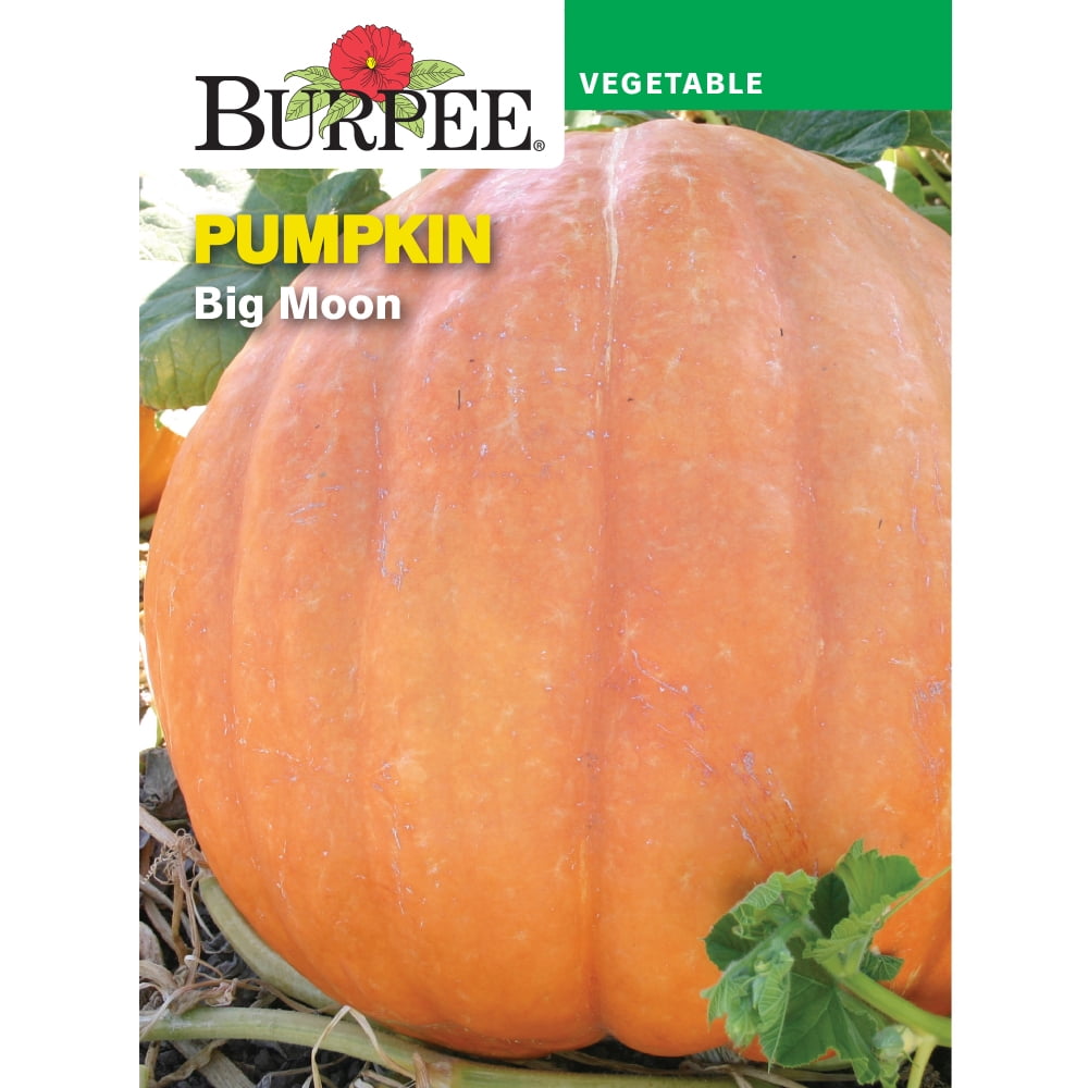 Burpee Big Moon Pumpkin Vegetable Seed, 1pack
