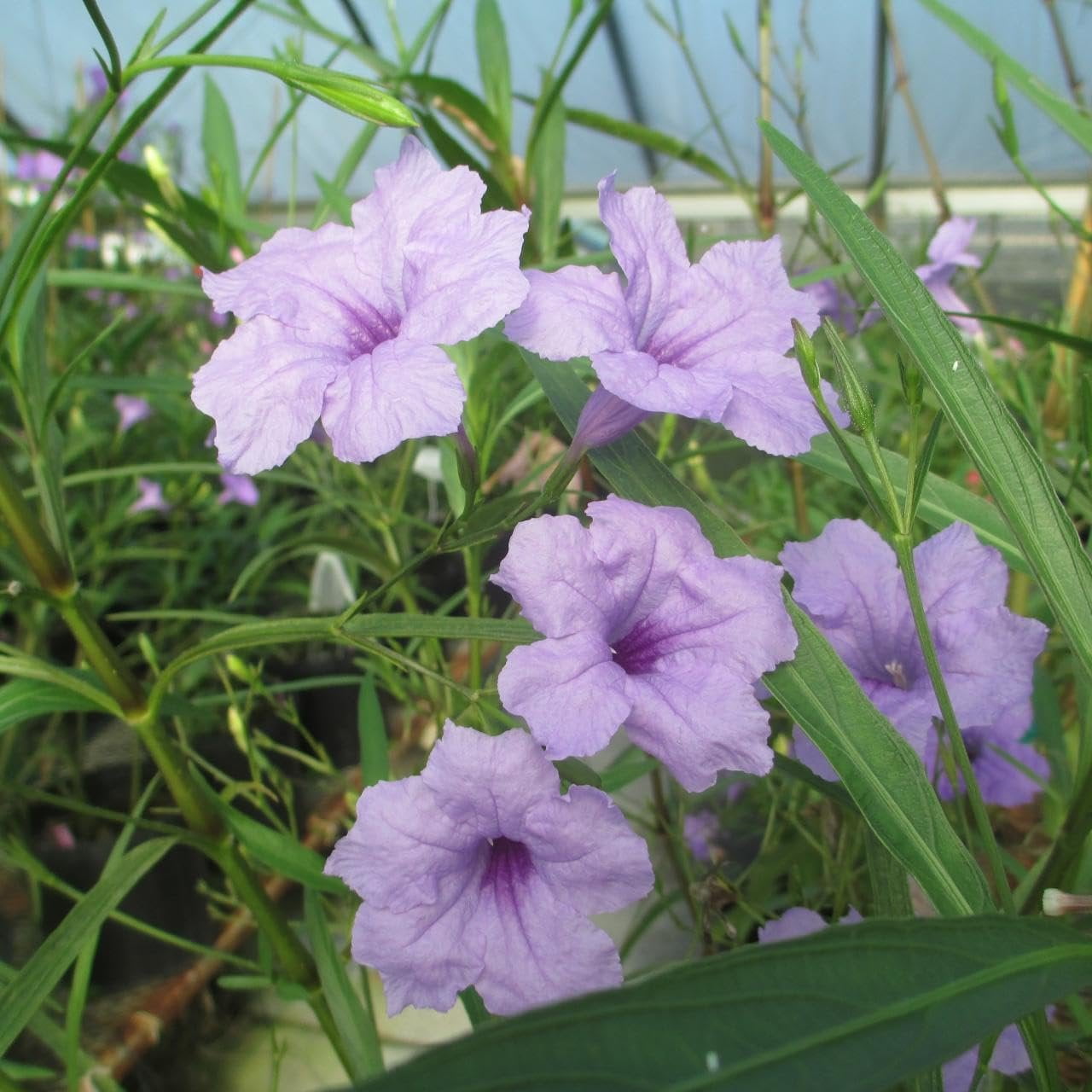 Mexican Petunia Purple I 1 Large Gallon Size Plant I Ruellia Brittoniana  Live Vibrant Purple Flowers, Drought and Heat Tolerant, Ideal for Garden Borders and Container Planting