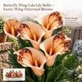 thumbnail image 3 of Calla Lily Bulbs,Low Maintenance - Easy Grow - Ideal For Beds Borders, Plant Pots & Planters, 3 of 5