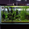 thumbnail image 4 of unbranded Termómetro Digital Para Terrario Y Acuario Con Compacto Y Material ABS Duradero, 4 of 6