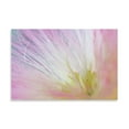 thumbnail image 2 of Gango Home Decor Mimosa Tree Blossom I by Kathy Mahan (Printed on Paper); One 36x24in Fine Art Paper Giclee Print, 2 of 4