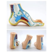 Foot Anatomical Model, Human Anatomical Foot Model, Normal Flat Arched Foot Model with Muscles, Ligaments