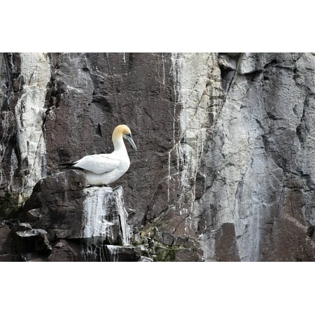 Stain Removal Bird Droppings - Canvas Print Seabird Colony Rock Gannet Bird Droppings Ocean Stretched Canvas 10 x 14