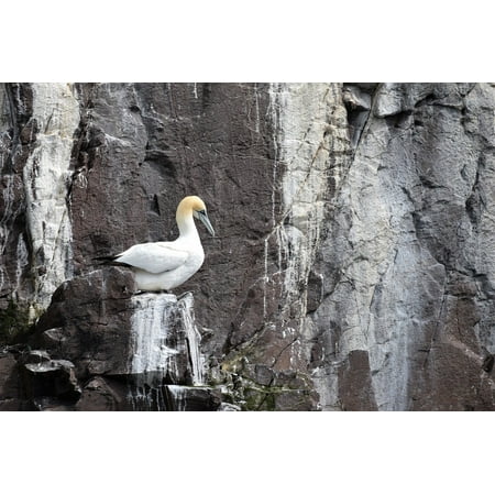 Canvas Print Seabird Colony Rock Gannet Bird Droppings Ocean Stretched Canvas 10 x