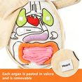 thumbnail image 6 of BESTSKY 2026 New Human Body Anatomy Toy Human Body Organ Doll Model Anatomy Doll Preschool Educational Organ Plush Toys for Kids for Learning,Stem,Classroom,Home Education, 6 of 7