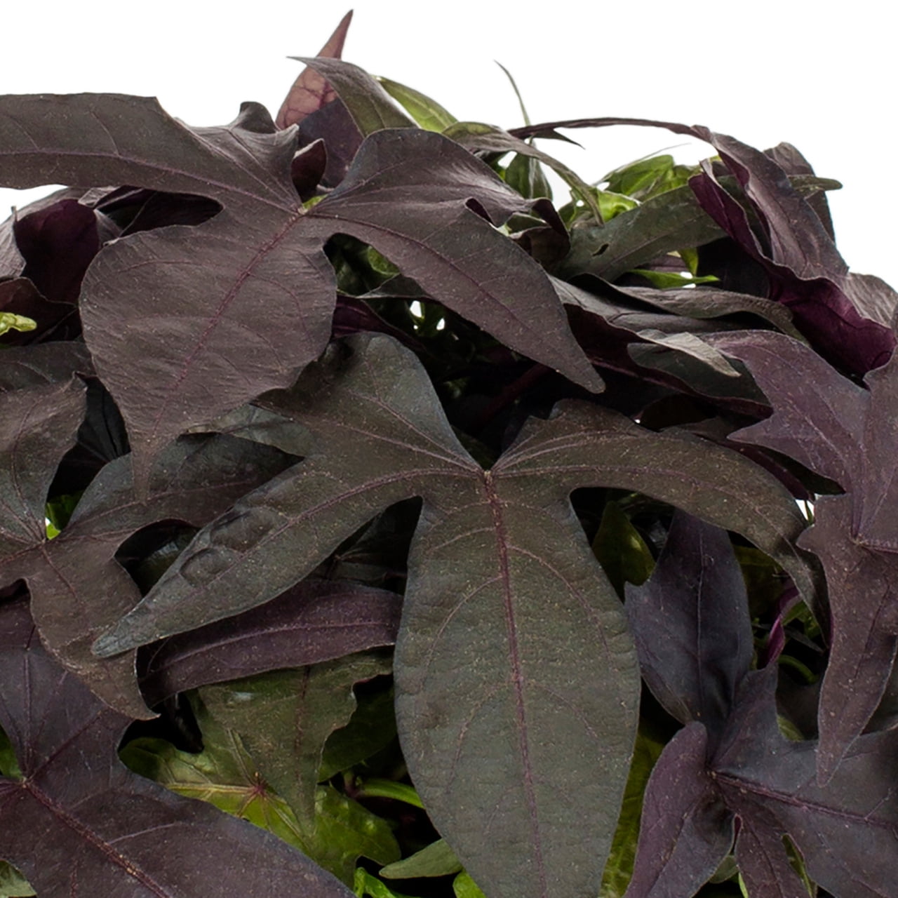 Better Homes & Gardens 1PT Purple Ipomoea Live Annual Plant Shade 6-Pack