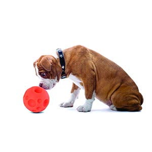 Omega Paw Tricky Treat Medium Size Ball Dog Toy