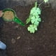 thumbnail image 5 of Sembrador De Semillas De Plástico Dispensador De Semillas De Mano Dispensador De Semillas Ajustable Herramienta De Jardinería Guardurnaity HA035640-00, 5 of 6