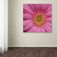 thumbnail image 4 of Trademark Fine Art "Pink" Canvas Art by Kurt Shaffer, 4 of 4