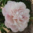 thumbnail image 2 of 10+ Rare Seeds| "Nick Shaylor Peony " Seeds #B024 [BUY 3 GET 1 FREE], 2 of 4