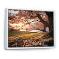 thumbnail image 2 of Designart "Pink Cherry Blossom landscape II" Floral Floater Framed Canvas Wall Art, 2 of 7