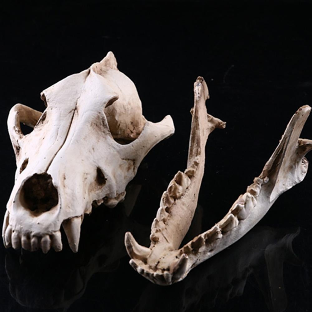Soug Resin Snow-Wolf Animal Head Skull Replica Halloween White‖ Ornament  Statue New - Walmart.com, image size:1001x1001