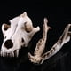 thumbnail image 4 of SGACAI Réplica de cráneo de animal de lobo de nieve de resina, modelo de estatua de Halloween con adorno, 4 of 6