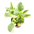thumbnail image 4 of Peperomia Obtusifolia Variegated (6"+ Minimalist Pot) - Live Healthy Houseplant for Home Office Decoration - Air-purfiying Easy to Care Houseplant for Beginners, 4 of 7