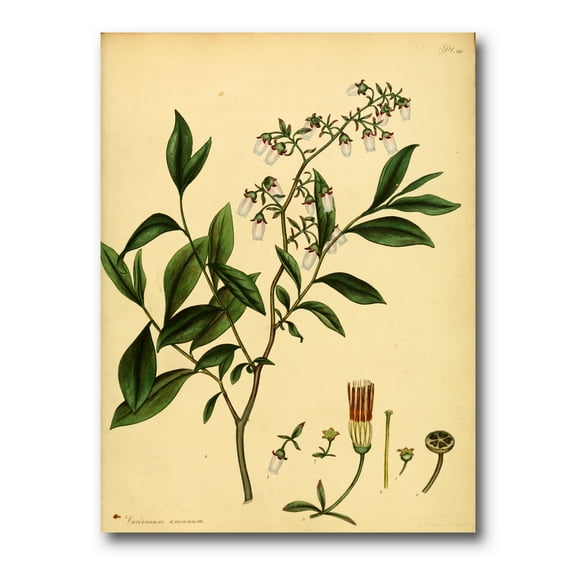Designart ' Ancient Plant Life V ' Traditional Canvas Wall Art Print