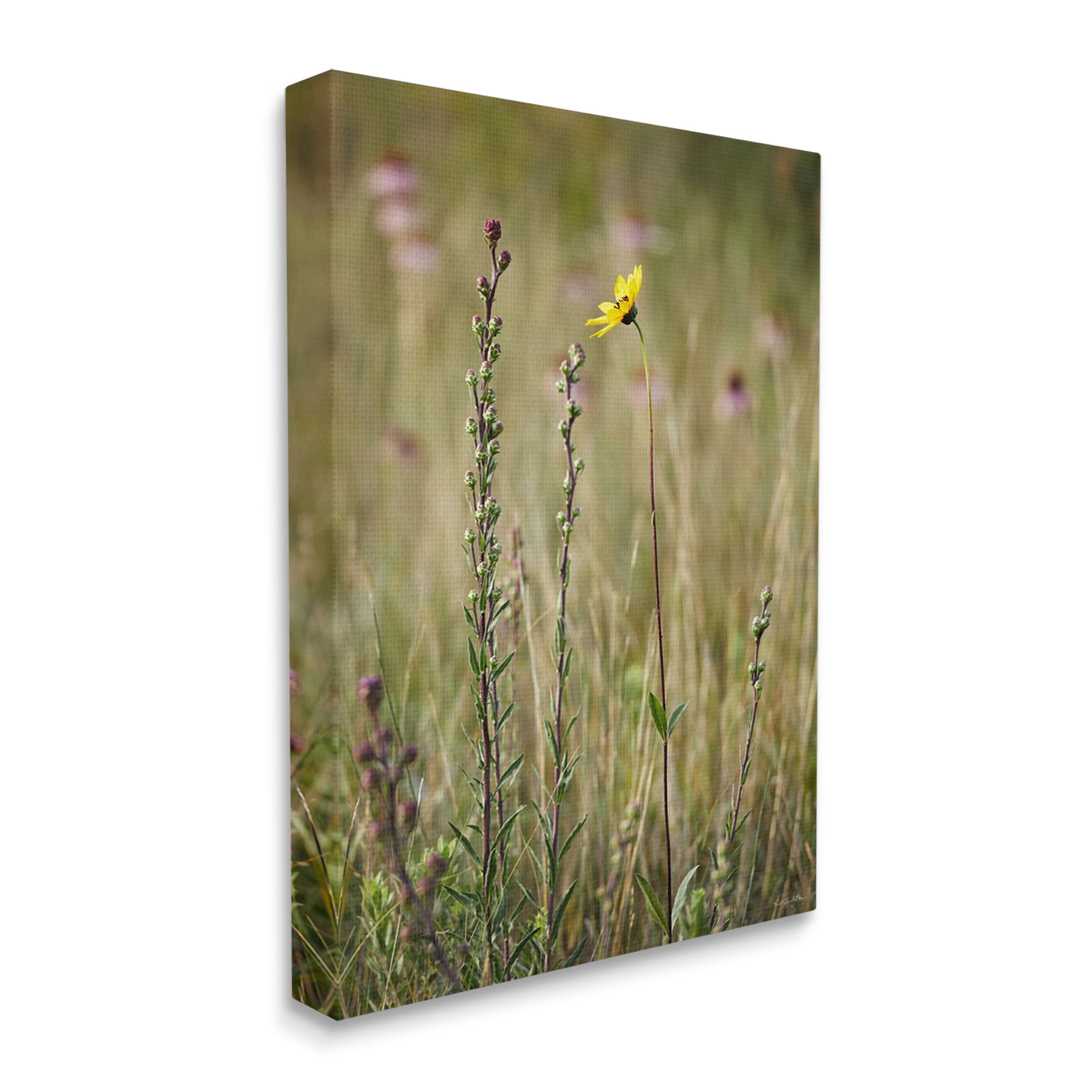 Stupell Industries Yellow Daisy Sprout Botanical & Floral Photography Gallery Wrapped Canvas Art Print Wall Art, 16 x 20