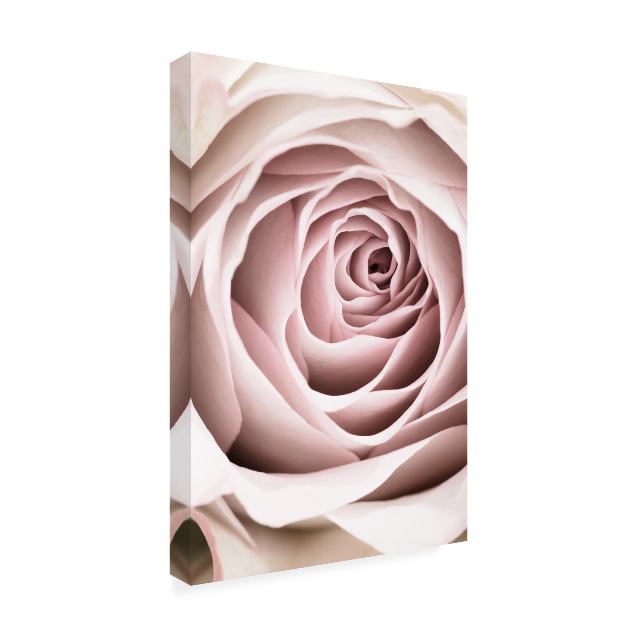 Trademark Fine Art Pictufy Studio Pink Rose No 03 Canvas Wall Art