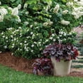 thumbnail image 6 of Southern Living Gardenia Diamond Spire Live Shrub in 2-Gallon Grower Pot, 6 of 14