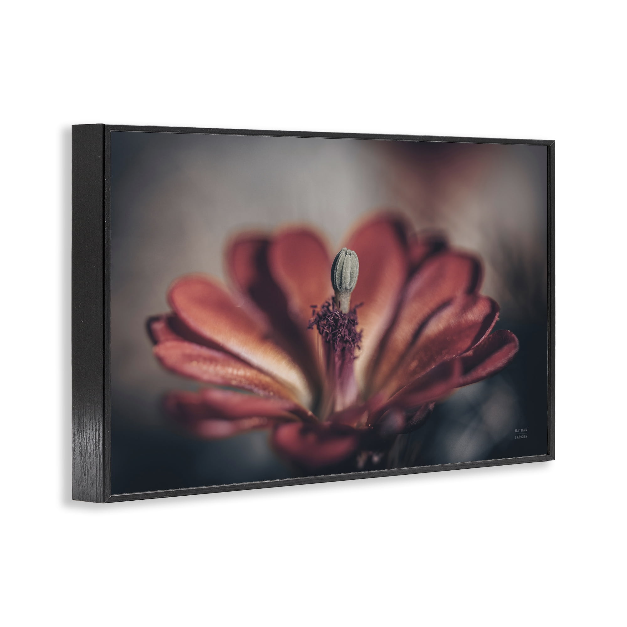 Stupell Industries Red Elevation Bloom Botanical & Floral Photography Black Framed Art Print Wall Art, 24 x 16