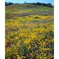 thumbnail image 2 of Talbot Frank, Christopher 20x23 White Modern Wood Framed Museum Art Print Titled - California, Cuyamaca Rancho SP Flower landscape, 2 of 4