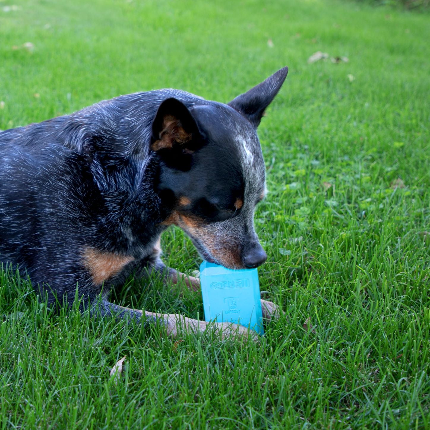 Chew King By Mammoth Premium Treat Dog Toy, Large, Natural Rubber Fillable