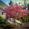 thumbnail image 5 of Cherokee Brave Dogwood Live Tree – 2 Gallon, 5 of 6