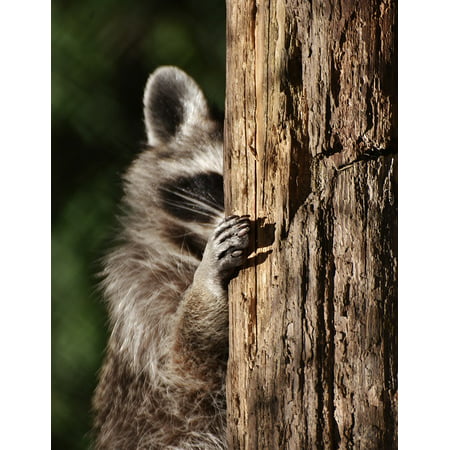Laminated Poster Funny Furry Sweet Raccoon Wild Animal Hide Mammal Poster Print 11 x