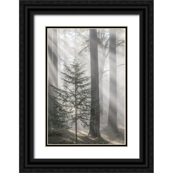 Jaynes Gallery 23x32 Black Ornate Wood Framed with Double Matting Museum Art Print Titled - Washington State-Seabeck God rays and fog in forest
