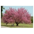 Okame Cherry Blossom Plant Japanese Cherry Blossom Tree for Planting