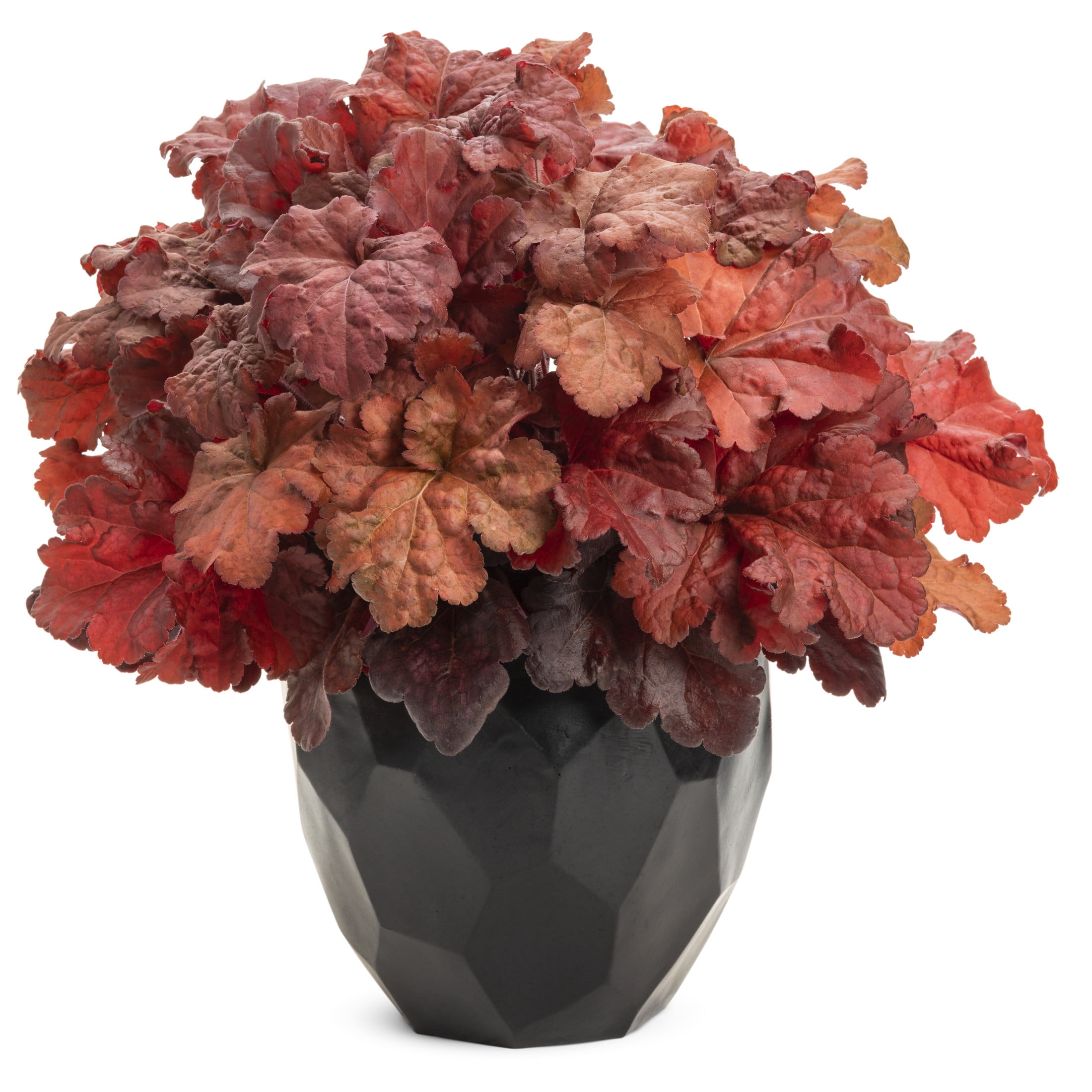 Proven Winners 6" Red Primo 'Mahogany Monster' Coral Bells Live Plant in 6.5" Pot
