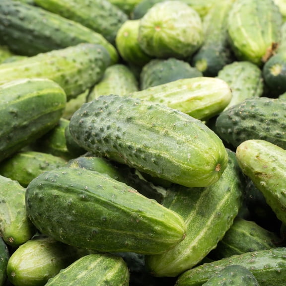 Garden Bush Pickle F1 Hybrid Cucumber Seeds - 3 g Packet ~100 Seeds - Non-GMO, F1 Hybrid - Vegetable Garden - Cucumis sativus