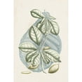 thumbnail image 3 of Vision Studio 13x18 Black Modern Framed Museum Art Print Titled - Buchoz Tropicals VI, 3 of 5