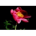 thumbnail image 2 of Tammy Putman 24x17 Gallery Wrapped Canvas Wall Art Titled - Pink Peony IV, 2 of 4