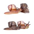 thumbnail image 4 of Figura De Caracol En Miniatura Cultivo Atención E Información De Los Niños Modelo De Caracol De Simulación Diseño Profesional Adorno De Caracol Para Decoración De Plantas De Bonsái Noticed EL014270-02, 4 of 4