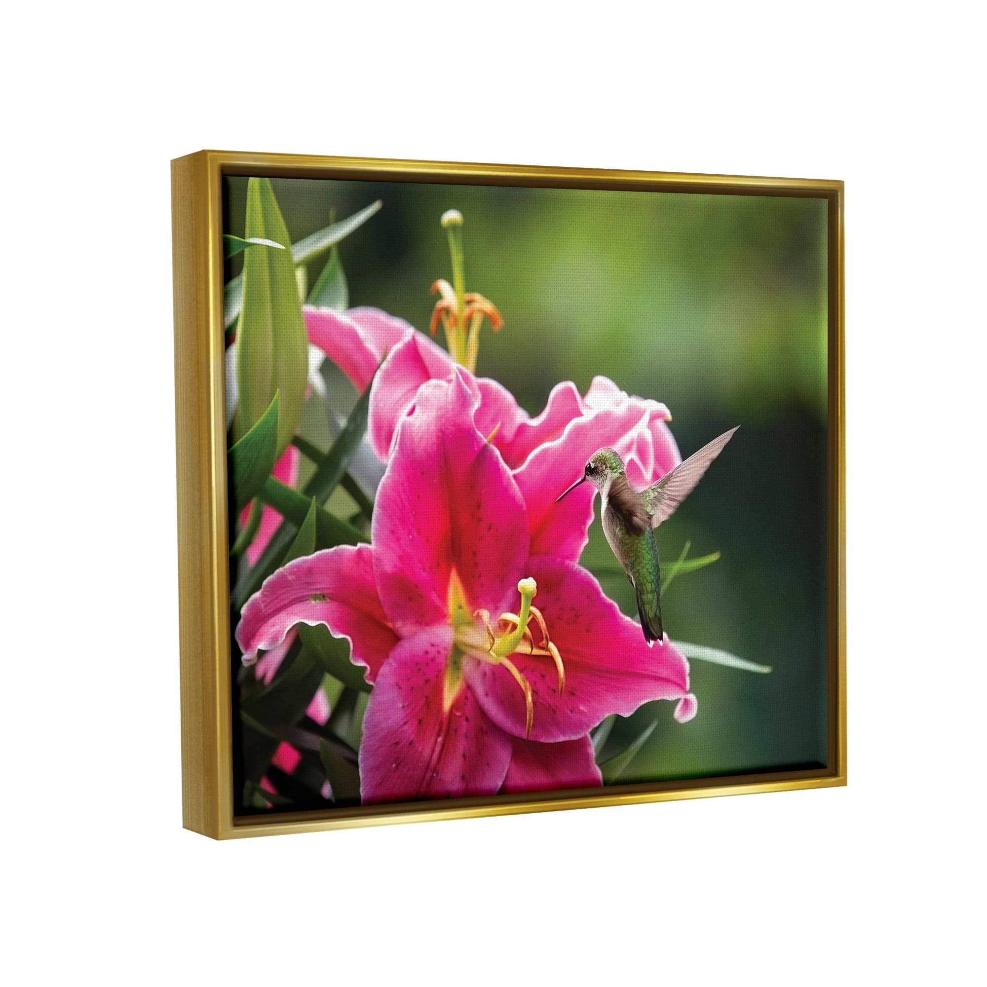 Stupell Industries Hummingbird with Hibiscus Animals & Insects Photography Gold Floater Framed Art Print Wall Art, 21 x 17