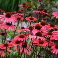 thumbnail image 4 of 50 Solar Flare Coneflower Seeds Echinacea Flower Perennial Flowers Seed 1388 USA, 4 of 23