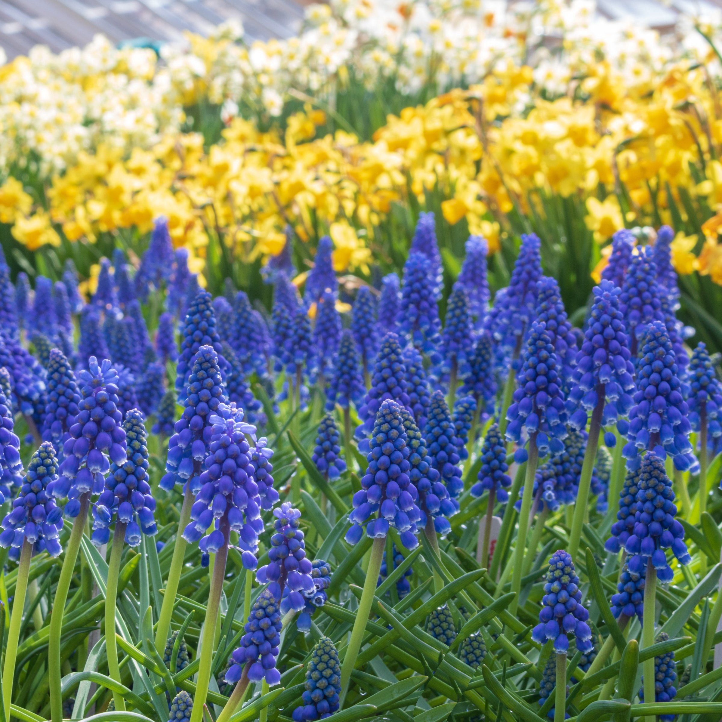 National Plant Network Muscari Armeniacum Live Bulbs (50-Pack)
