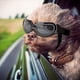 thumbnail image 1 of Dog Sunglasses Dog Goggles, Uv Protection Wind Protection Dust Protection Fog Protection Pet Glasses Eye Wear Protection, 1 of 5